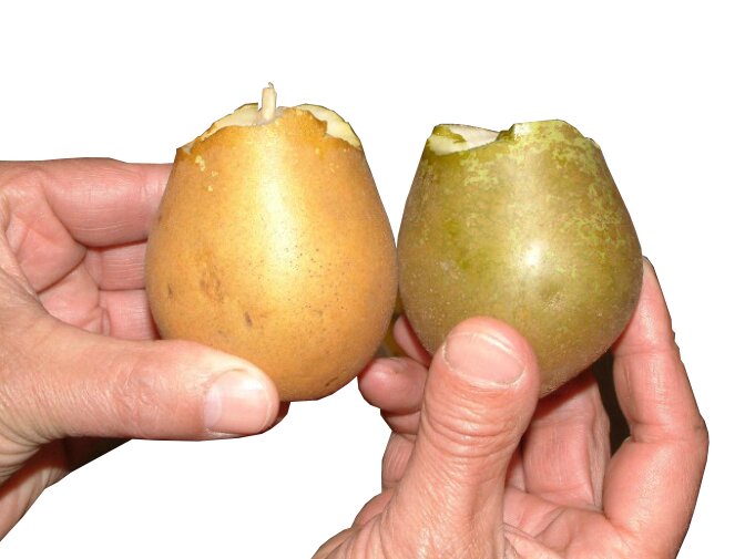 Bio-Fresh coating op fruit